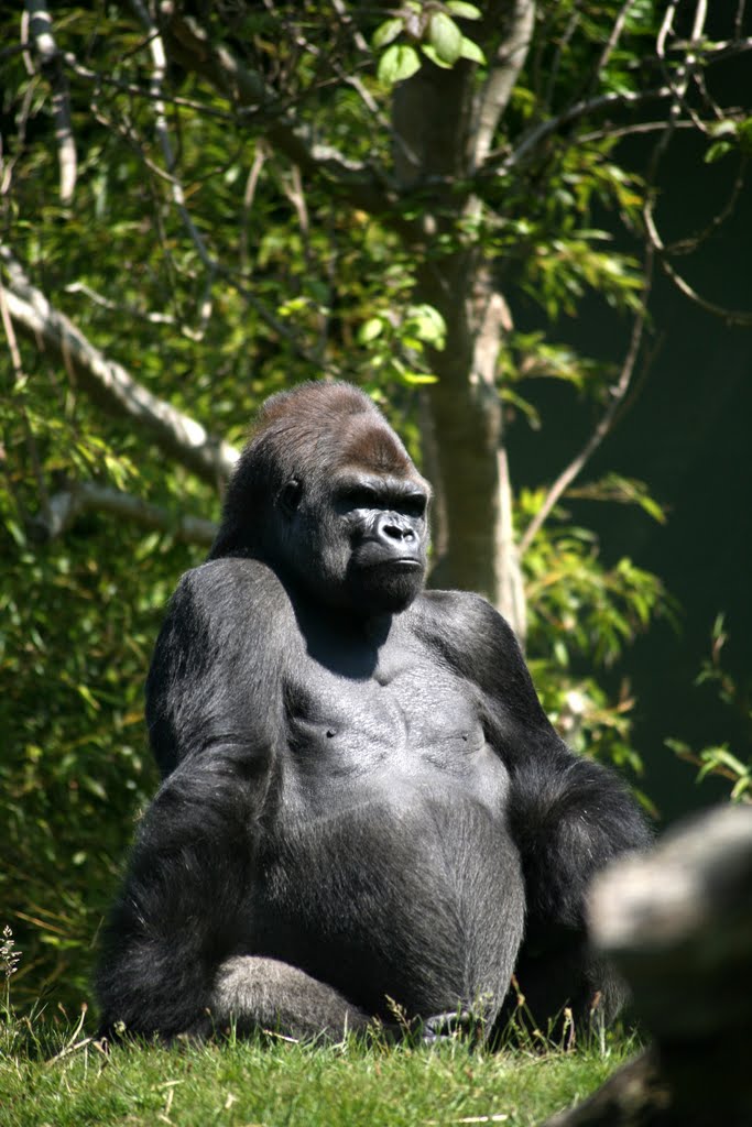 Jersey Zoological Park (Jersey Zoo, Durrell Wildlife Park), Trinity, Jersey by Hans Sterkendries