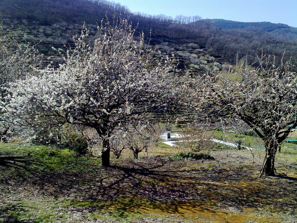 CEREZOS EN FLOR (VALLE DEL JERTE) by alfredoprietoalonso