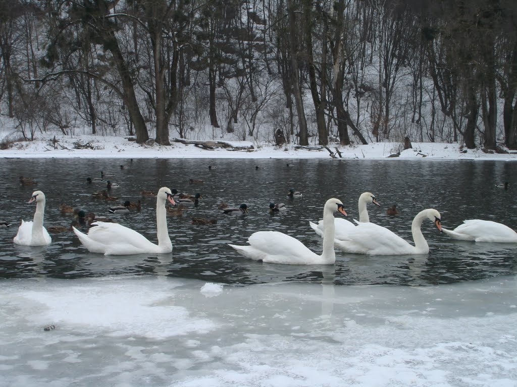 Bohuns'kyi district, Zhytomyr, Zhytomyrs'ka oblast, Ukraine by Elen Engel