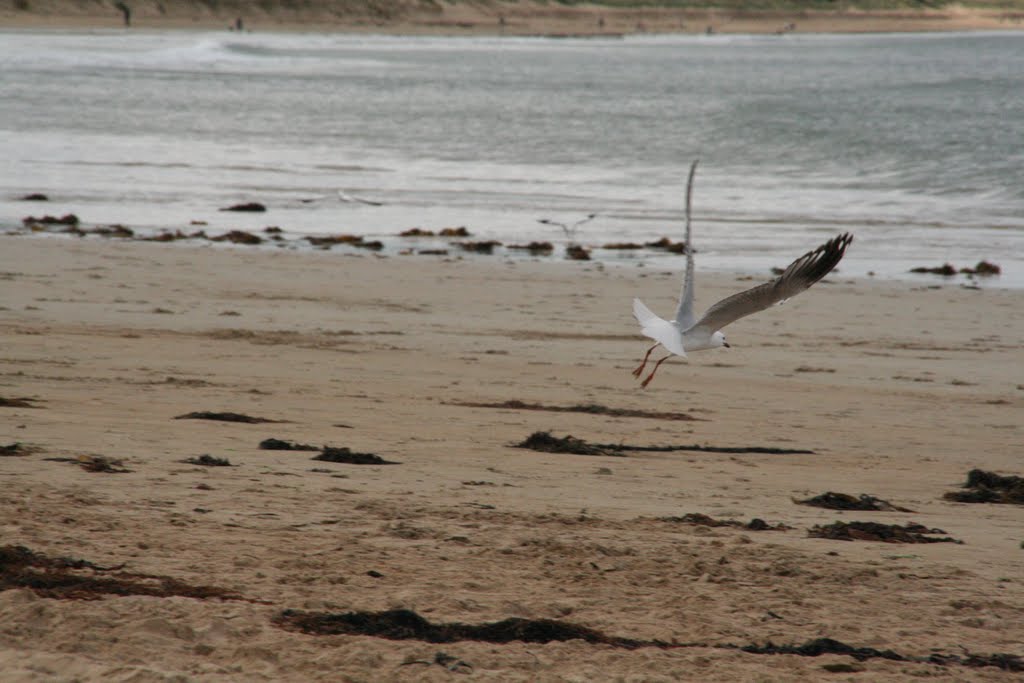 Torquay-2010.jpg by James Popple