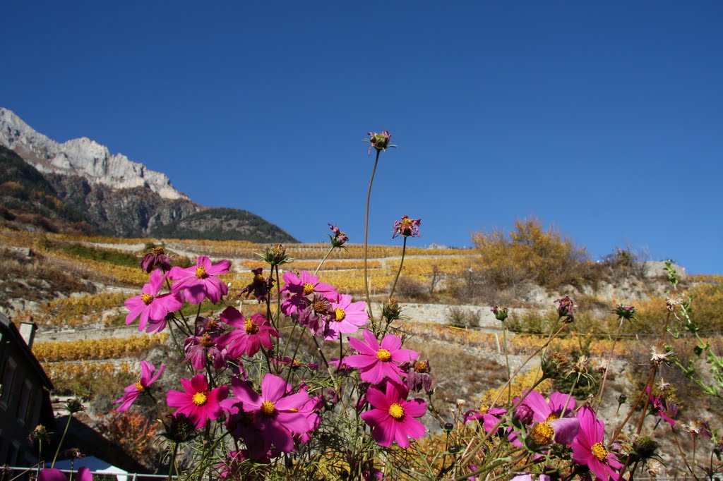 Saxé, des cosmos dans les vignes by Charly-G. Arbellay