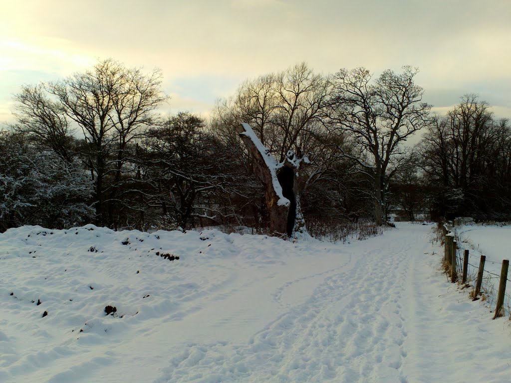 Survival River Clyde Walkway.(779) by Portmoreloch