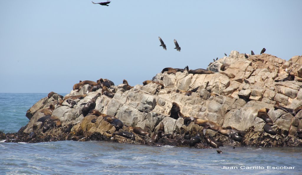 Lobos marinos en Cobquecura by Juan Carrillo Escoba…