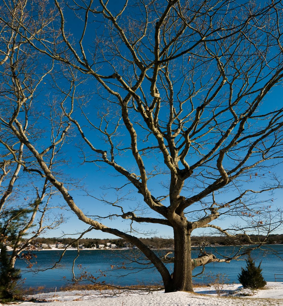 Oak tree on hen cove by robert manz