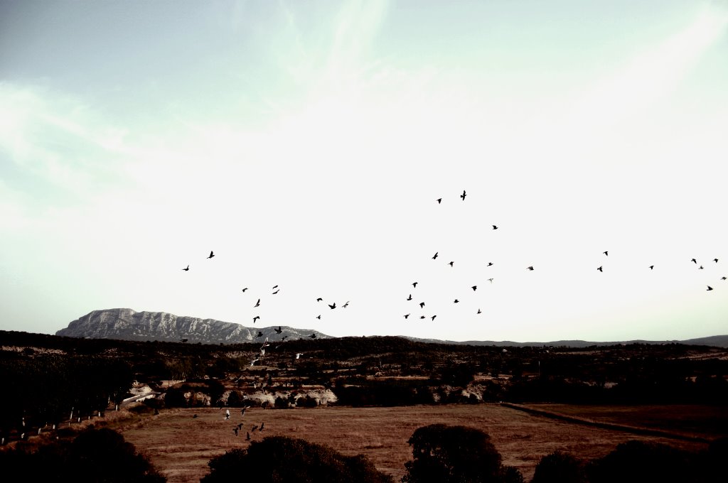 Birds in the Valley by Sam Asaert