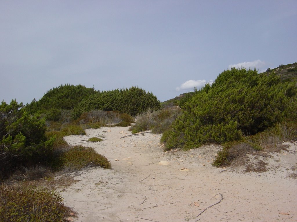 Percorso tra le dune by diavoletto