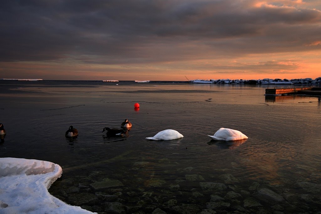 Cool Ducks and one Red Ball by isparkus