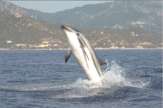 Dauphin en baie de la liscia by maxou MAXOU