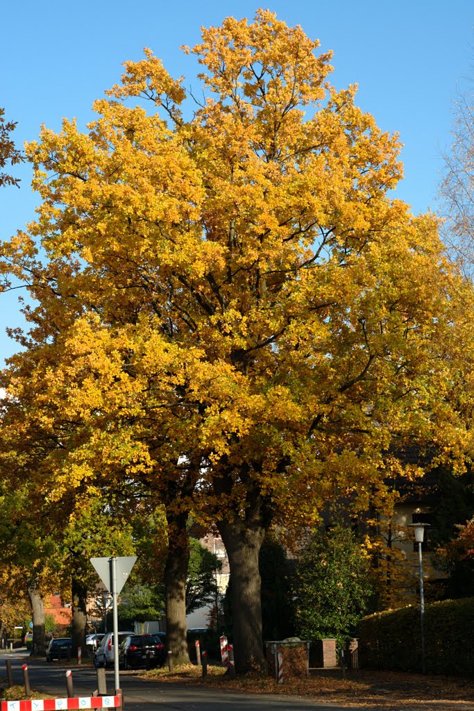 Autumnal oak by vo-id