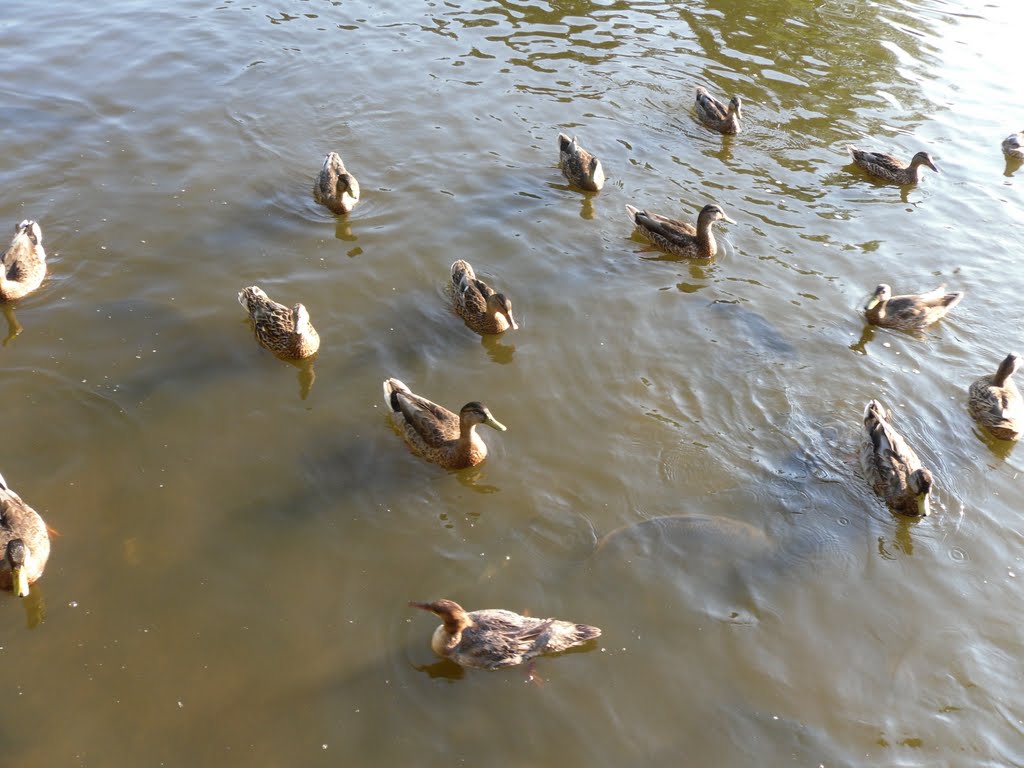 Ducks at Mill Race Inn Gazebo by Derek.Juliane