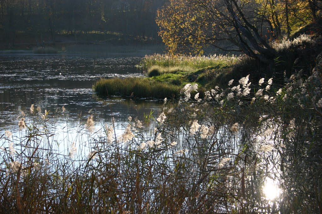 A pond by rimas