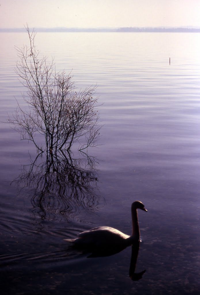 Sirmione - Cigno e frasche by Mario Leutner