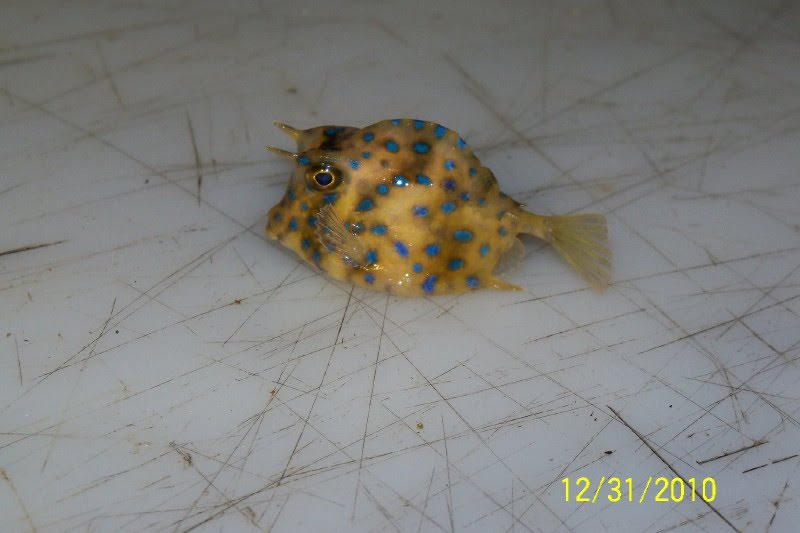 Small Cowfish caught in net off Bokeelia pier. by cherjak