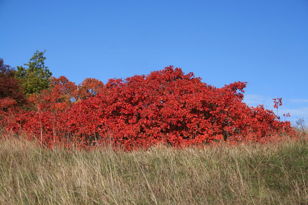 Smoke bush (Cotinus coggygria) in autumn clothes (Locals say: "Smoke bush is flowering") by pskusek