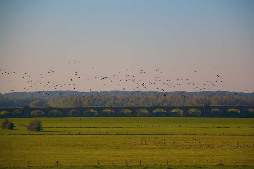 Ankunft der Wildgänse in Wesel by trebiesa