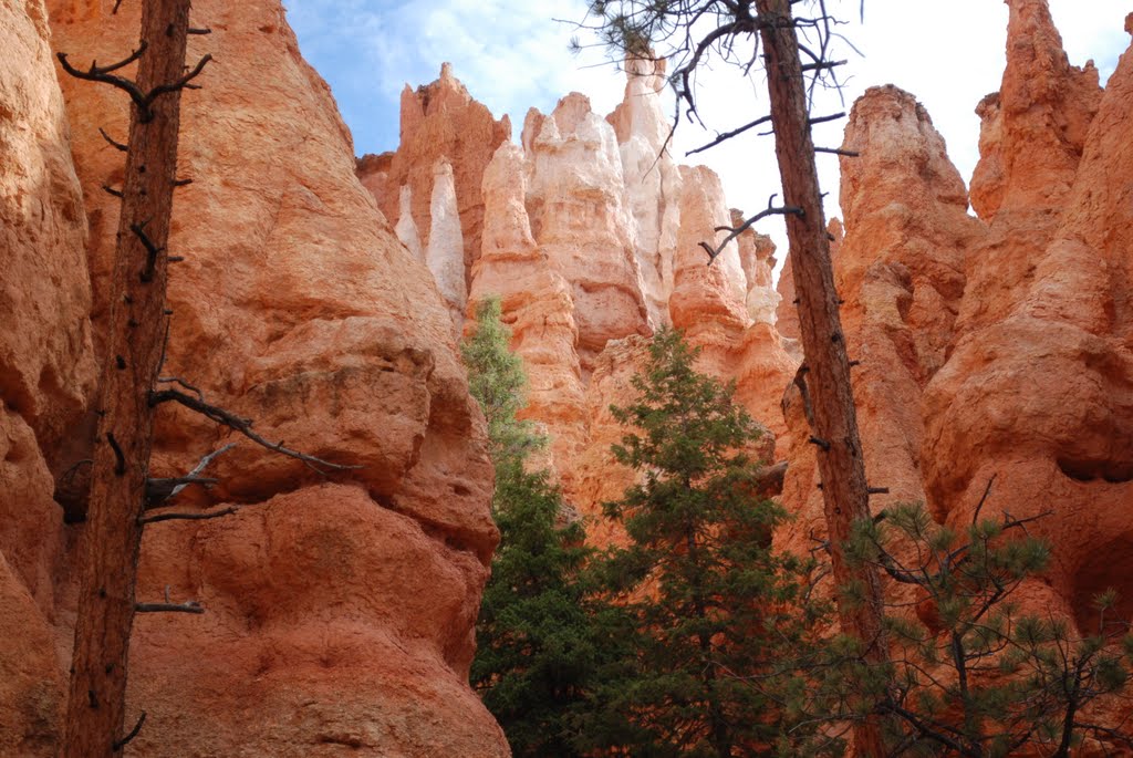 Bryce Canyon, Tropic, Utah, USA by Edwin van der Vliet