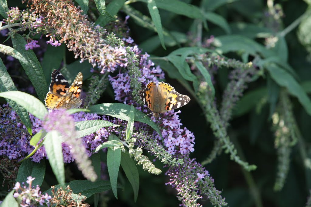 Butterfly in the city by Lubos.jurasek