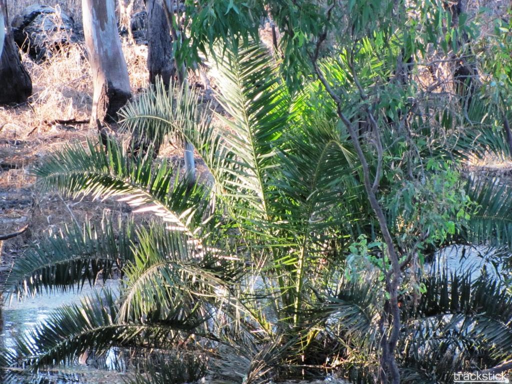 Flooded cycad at Sandy Point by Luke Johnston