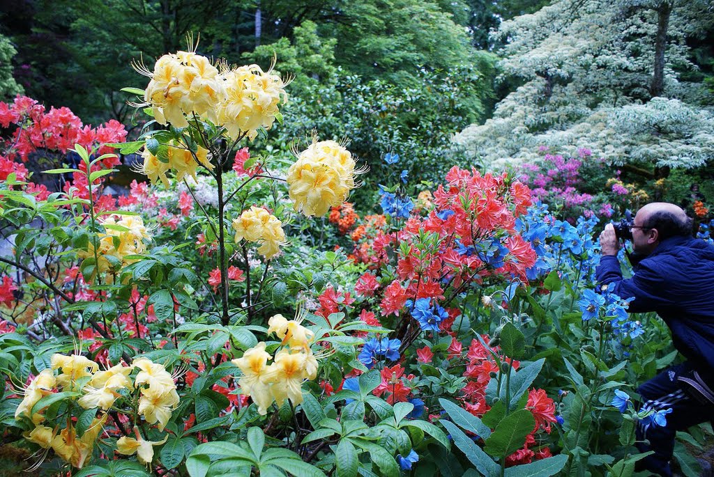 A sea of color, Butchart Gardens, Victoria, Canada by Ash Brahma