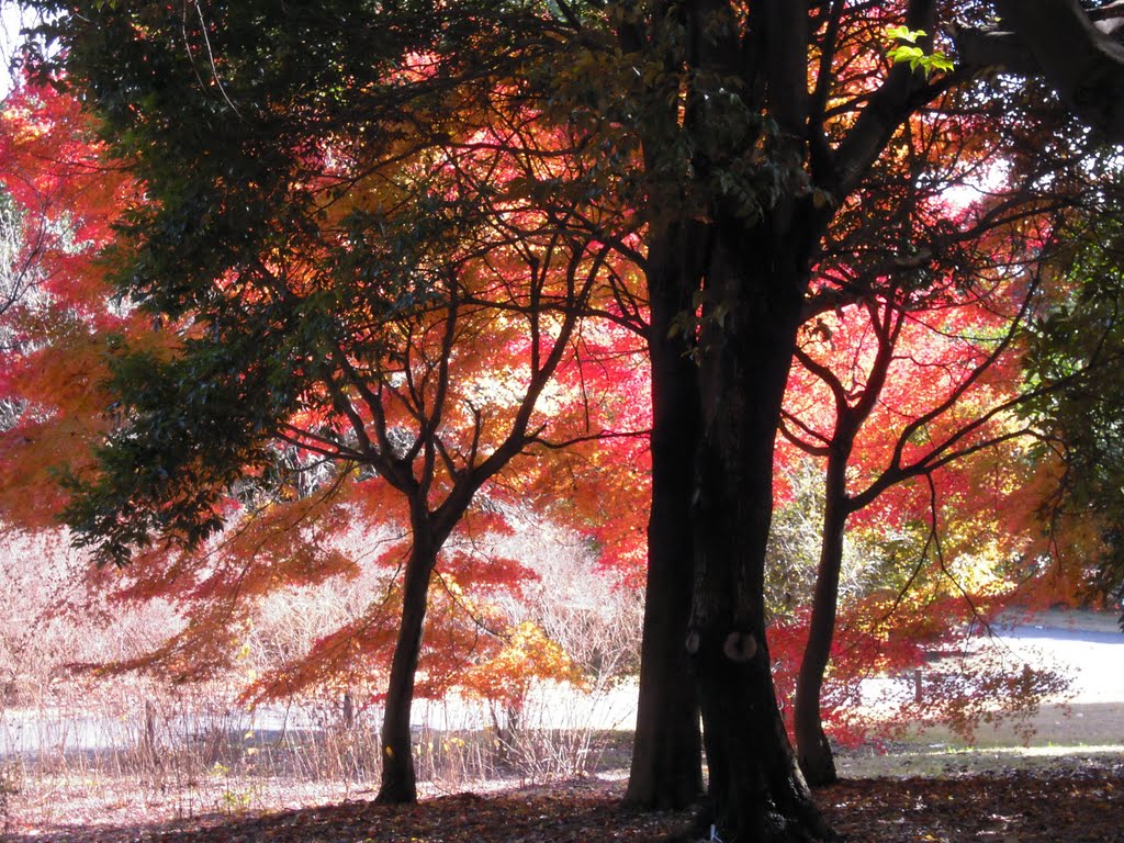 昭和記念公園 紅葉 (Colored leaves in Showa memorial park) by ローザ