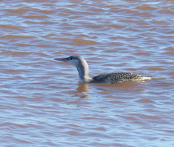 Great Northern Diver by Mike Trew