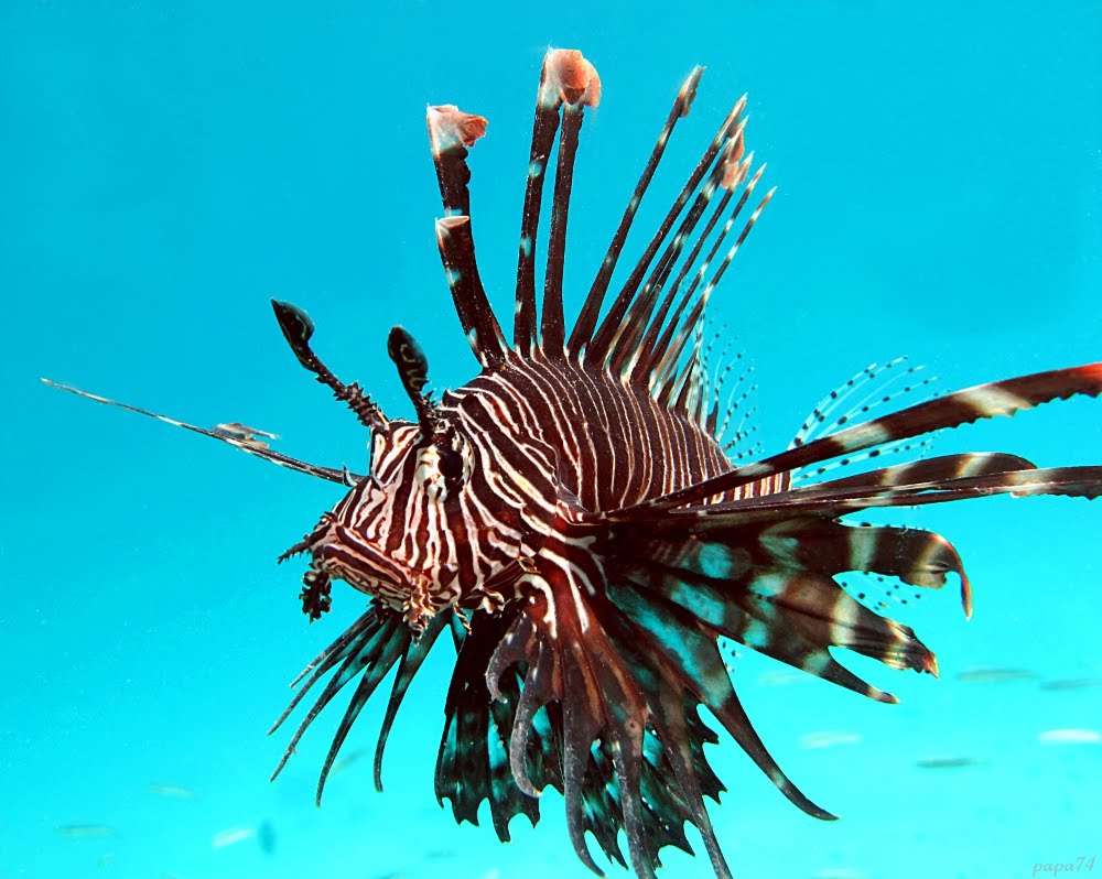 Lionfish by папа74