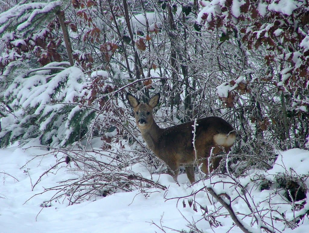 Deer / Gransdorf by DONALD