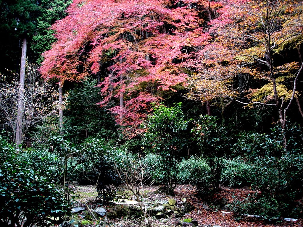 京都 高雄山 高山寺 日本最古之茶園 by Percy Tai  漆園童