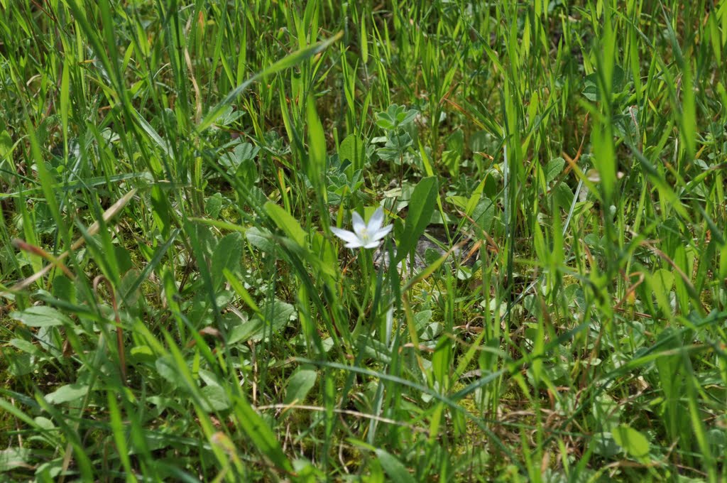 ΑΓΡΙΟΛΟΥΛΟΥΔΟ, WILD FLOWER by ioan_katev