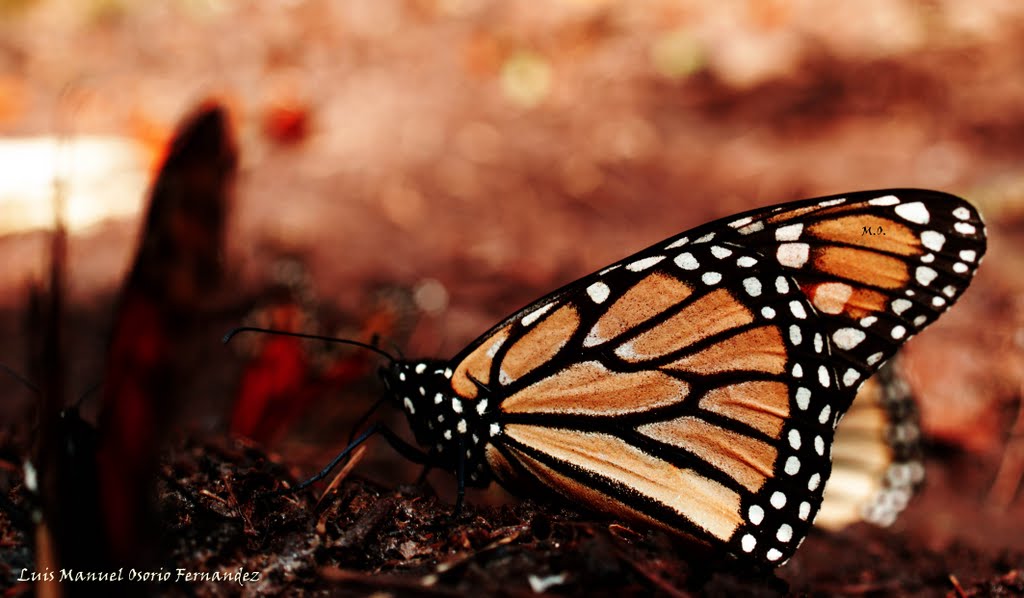 Temascaltepec, Méx., Mexico by Luis Manuel Osorio F…