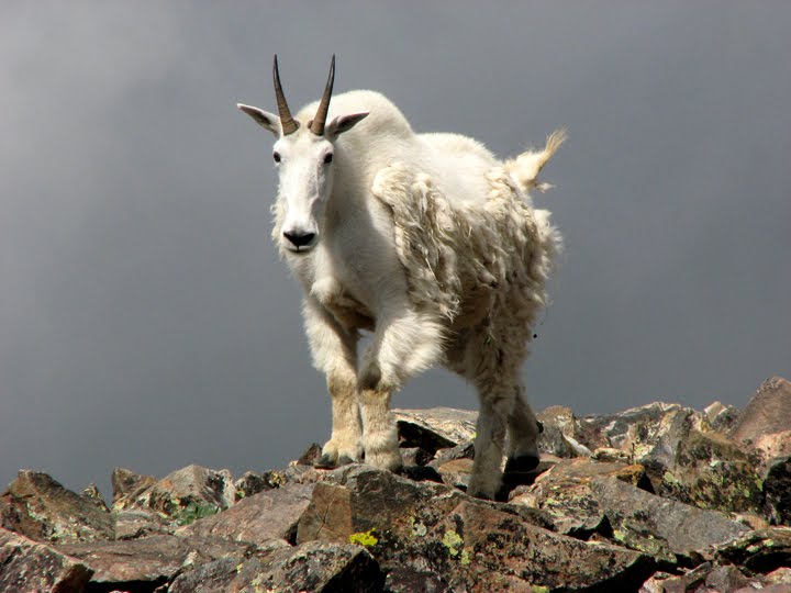 Mountain goat near Quandary Peak by kidprosports