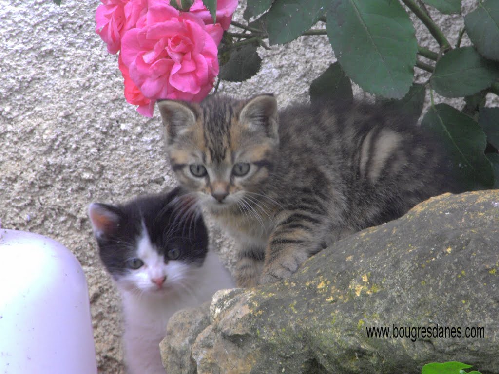 Pirouette et cacahuette by bougresdanes