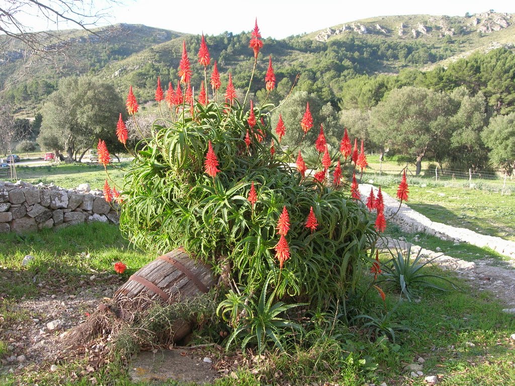 Parc Natural Península de Llevant by fercanova