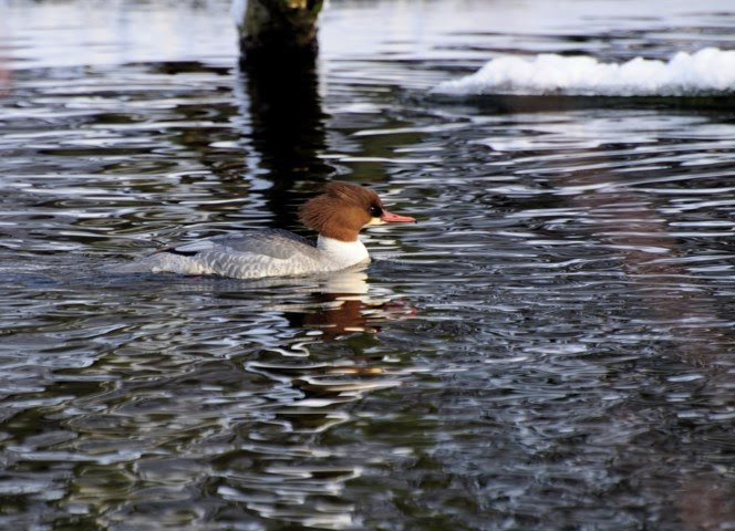 Gänsesägerweibchen als Wintergast by 5fu_warrior