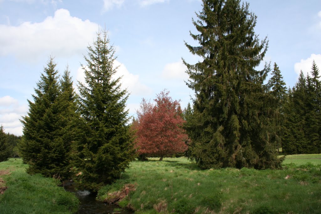 Rotbuche zwischen Fichtengrün auf Waldwiese, im Kaiserwald - - in 800 m NN Höhe by Reinhard Klenke