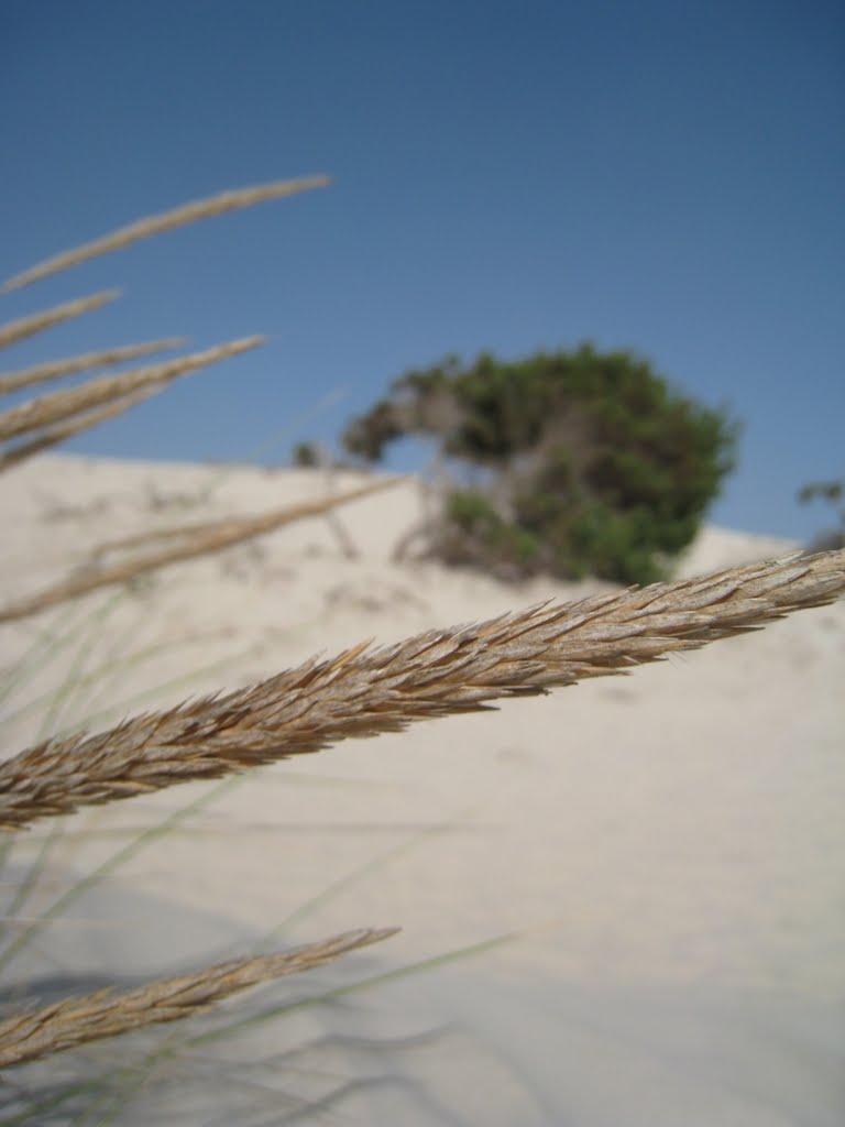 The dunes at Porto Pino by Luca Giani