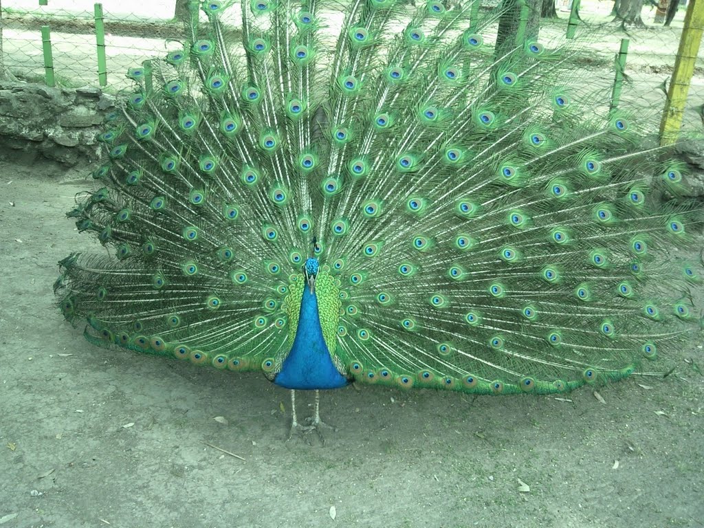 Pavo real parque Curuzu Cuatia by eduardograb@gmail.co…