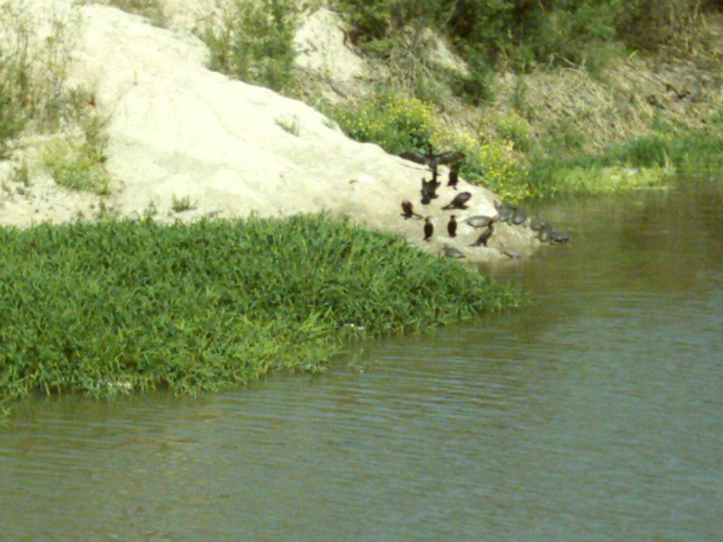 Tortugas y biguas parque sur by giuseppetesta