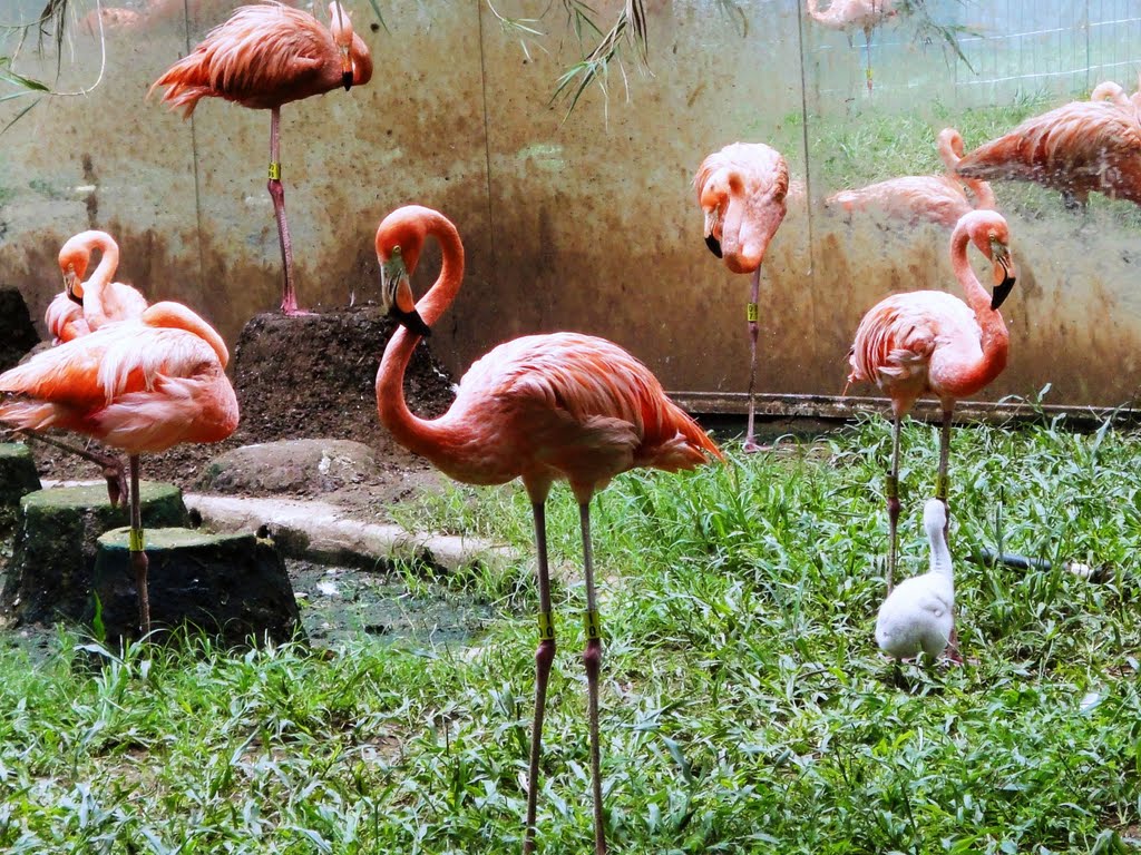 COLOR DE ROSA, FLAMINGOS EN ZOOFARI 2010 by Sergio Arce G