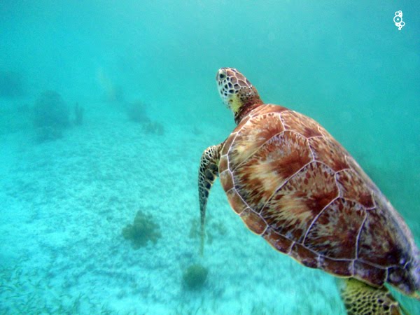 TURTLE_SWIMMING @ AKUMAL by Gerardo Oak