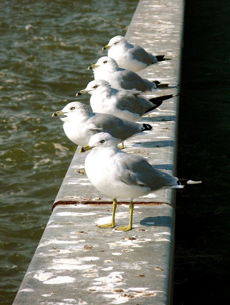 Gulls On A Rail by Alvin-San©