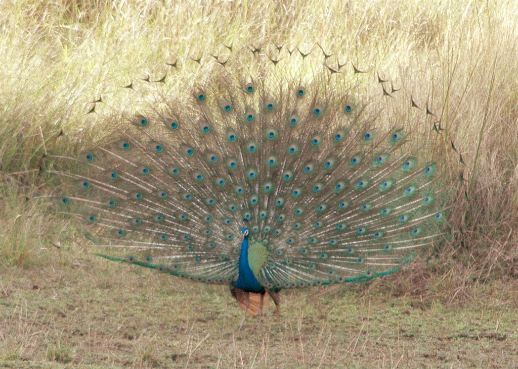 Dancing Peacock at Kanha National Park by indranil mukherjee