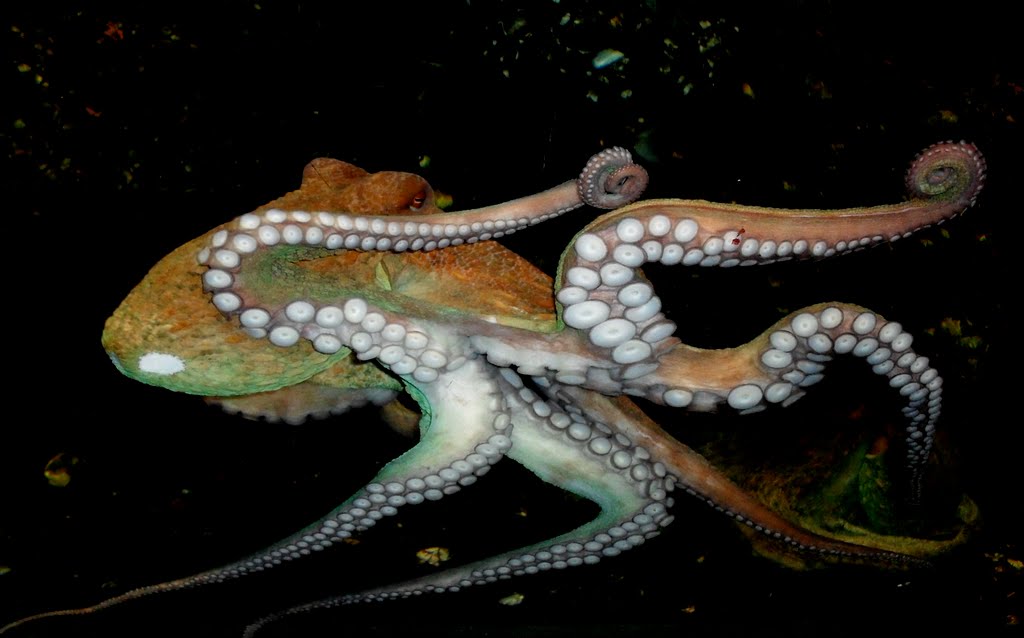 Octo, Oceanium du Croisic by Peter Zomerdijk