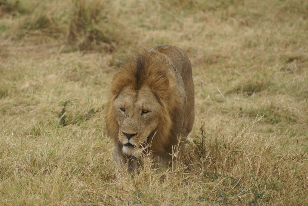 Lion in Ngorogoro-Crater by cpcarstensen