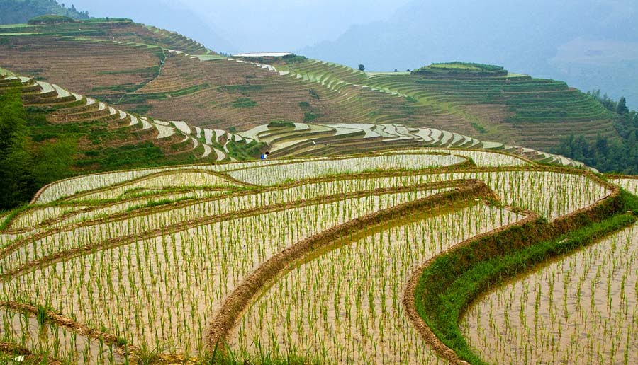 Rice Terraces, Longsheng by paul runnestø