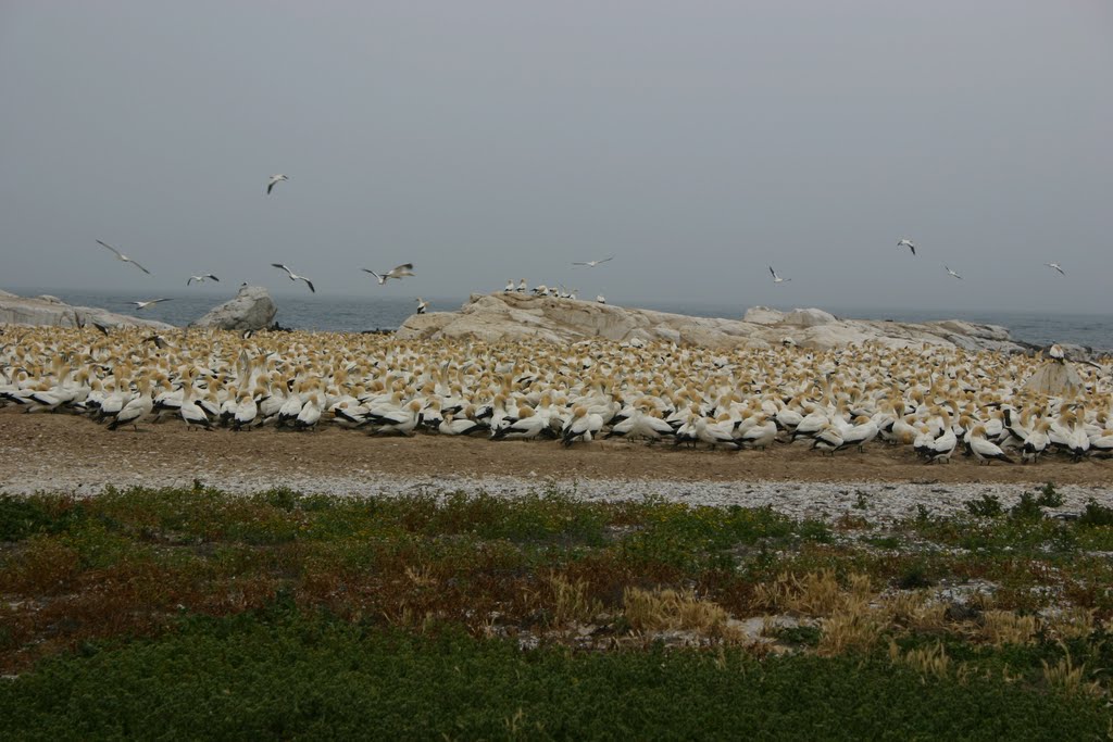 Bird Island, Lamberts Bay, South Africa, 03-10-2009 by Pieter Rinkel