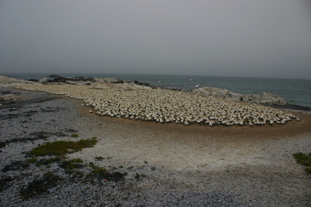 Bird Island, Lamberts Bay, South Africa, 03-10-2009 by Pieter Rinkel