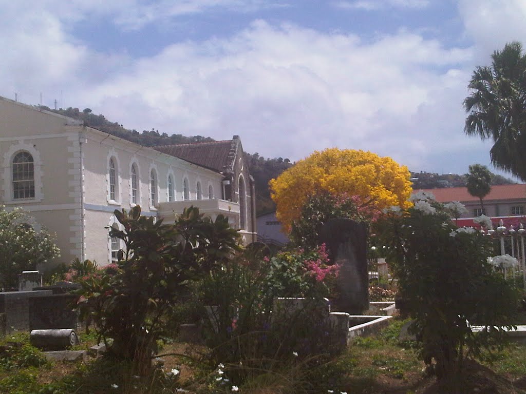 Poui tree at St Georges Cathederal in kingstown by hairouna, St Vincent…