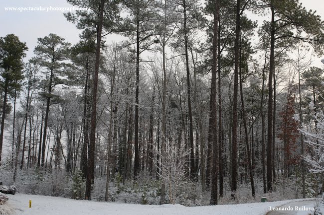 The Splendor of Nature: winter's solitude by Leonardo Ruilova