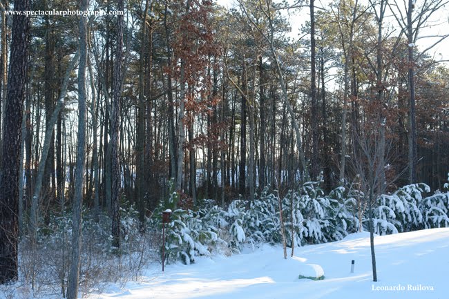 The Splendor of Nature: winter's solitude by Leonardo Ruilova